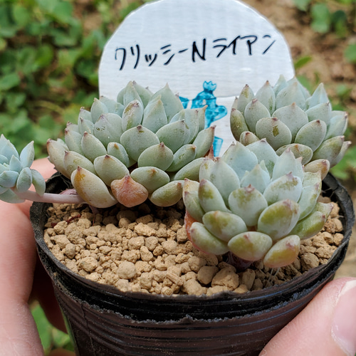クリッシーNライアン 多肉植物 エケベリア その他インテリア雑貨 多肉