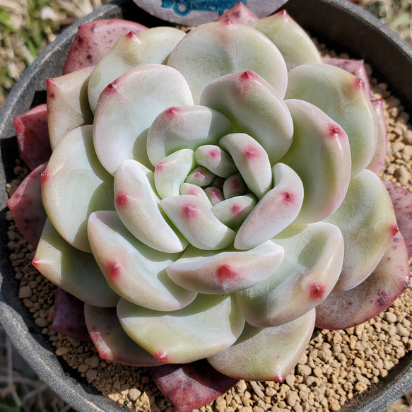 多肉植物　アリエル錦　抜き苗 楽天市場】【当店農場生産】◎多肉植物 エケベリア アリエル錦 7.5