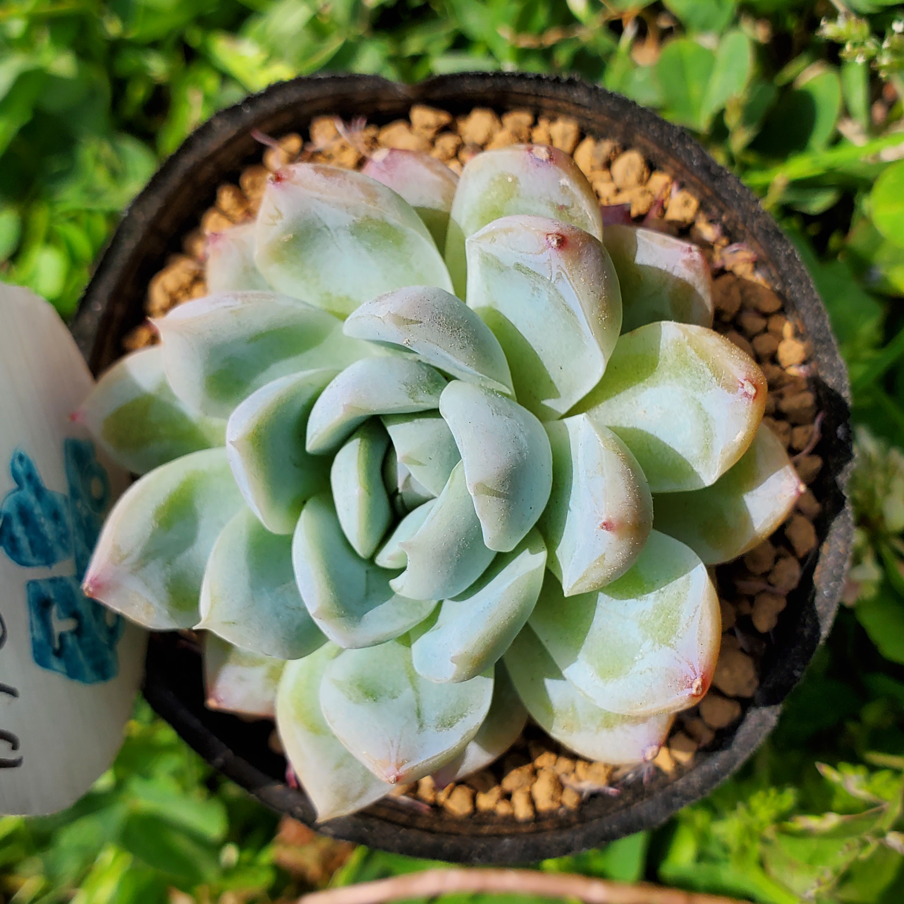 多肉植物 確認用観葉植物