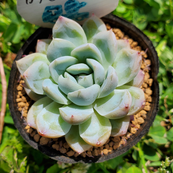 速くおよび自由な カリビアンブルー 多肉植物 その他インテリア雑貨 エケベリア フラワー・ガーデニング