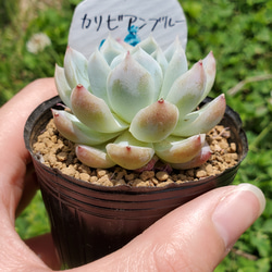 カリビアンブルー 多肉植物 エケベリア 3枚目の画像