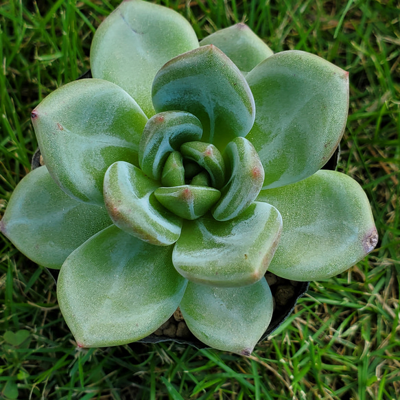 ピンクシャンペーン 多肉植物 エケベリア 1枚目の画像