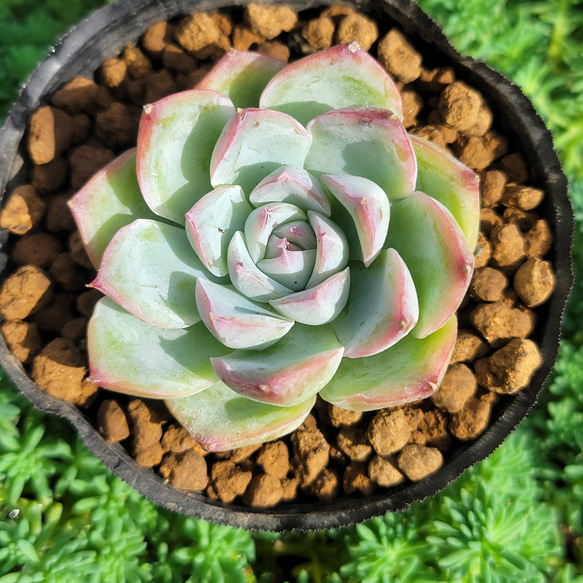 ピンククリスタルローズ 多肉植物 エケベリア その他インテリア雑貨