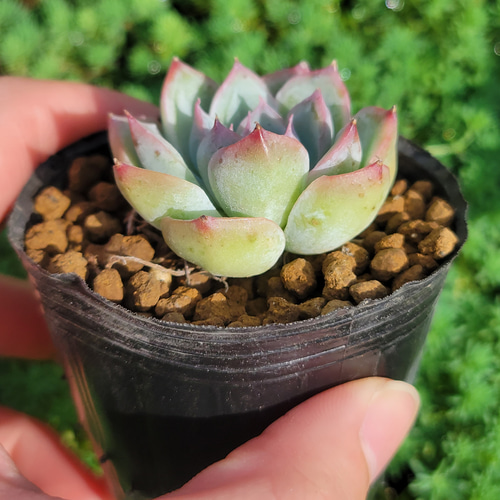 ピンククリスタルローズ 多肉植物 エケベリア その他インテリア雑貨