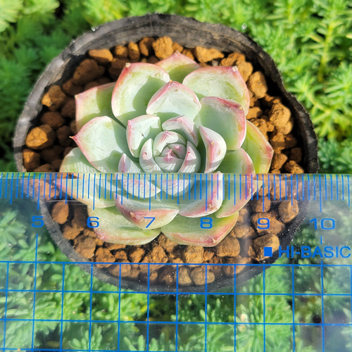 ピンククリスタルローズ 多肉植物 エケベリア その他インテリア雑貨