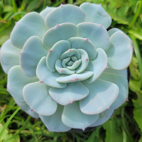 多肉植物 モンブラン 多肉植物 モンブラン 【公式通販】