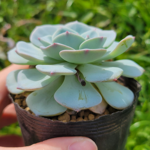 モンブラン 多肉植物 エケベリア その他インテリア雑貨 多肉のたかだ
