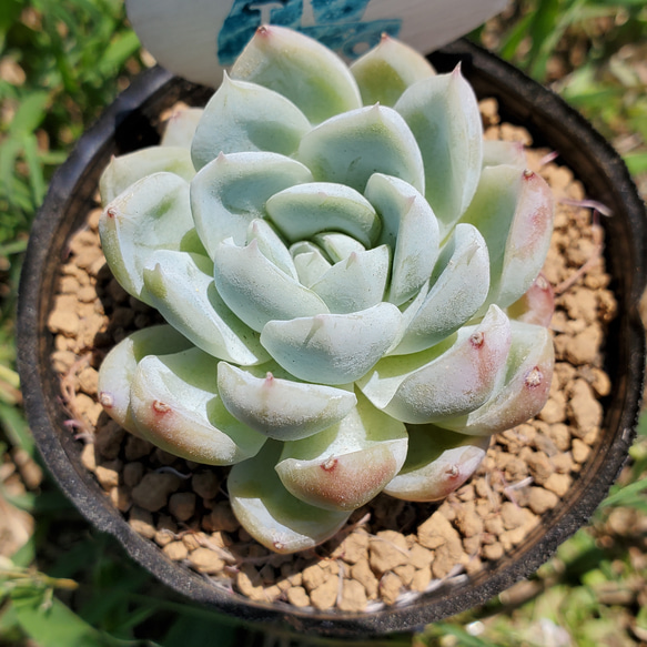 カリビアンブルー 多肉植物 エケベリア その他インテリア雑貨 カリビアンブルー 多肉植物 エケベリア その他インテリア雑貨