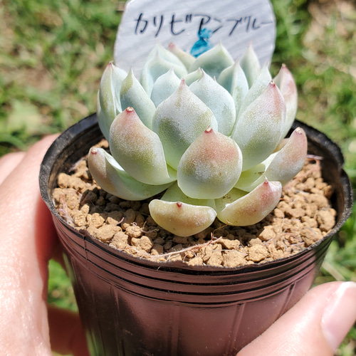 カリビアンブルー 多肉植物 エケベリア その他インテリア雑貨 カリビアンブルー 多肉植物 エケベリア その他インテリア雑貨