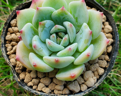 マリア 多肉植物 エケベリア その他インテリア雑貨 多肉のたかだ 通販