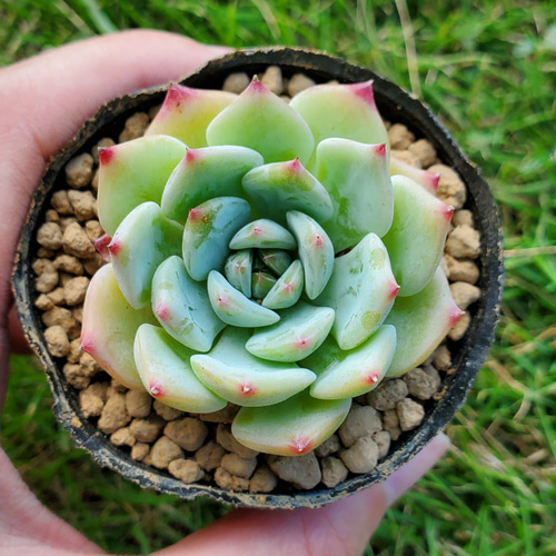 マリア 多肉植物 エケベリア その他インテリア雑貨 多肉のたかだ 通販