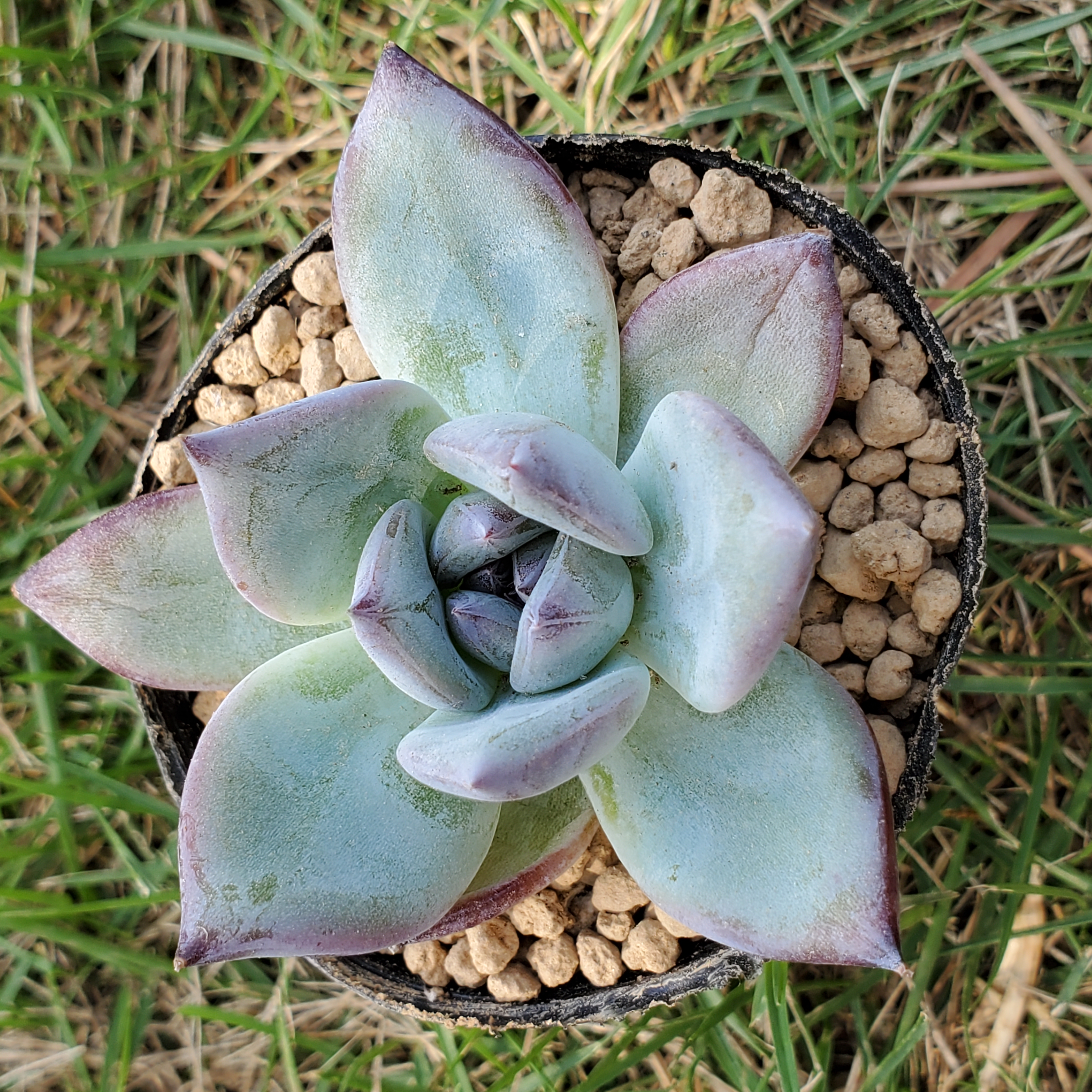 ♡本日目玉商品♡ 多肉植物 ＊ ブラックサバス ＊