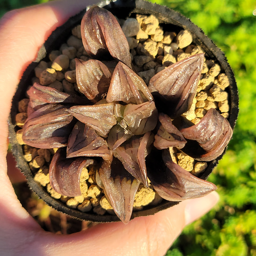 ハオルチア アトロフスカミュータント錦 ついにミュータント錦をお迎え💕｜園芸日記byぷぅ｜みんなの趣味の園芸