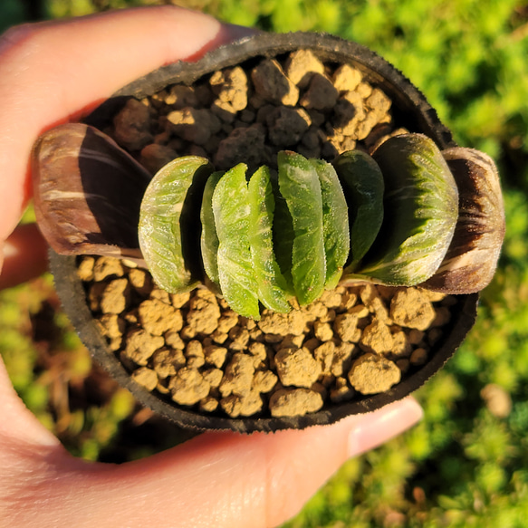 玉扇錦 多肉植物 ハオルチア 2枚目の画像