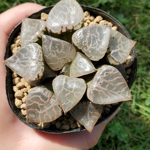 水晶コンプト 多肉植物 ハオルチア 3枚目の画像