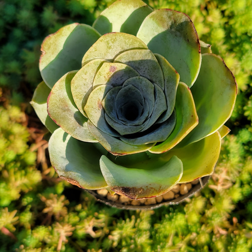 多肉植物アエオニウム錦❤️ パンドラ ❤️ 状態画像 パンドラ 多肉植物 アエオニウム グリーノビア その他インテリア雑貨