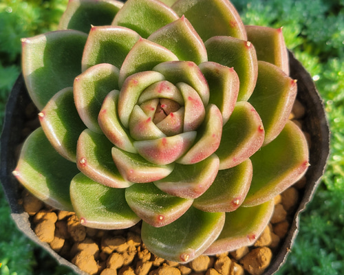 多肉植物 ブラックローズ 6個 多肉植物 ブラックローズ 6個 エケベリア ブラックローズ Echeveria