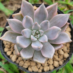 血月錦 多肉植物 エケベリア 斑入り その他インテリア雑貨 多肉の