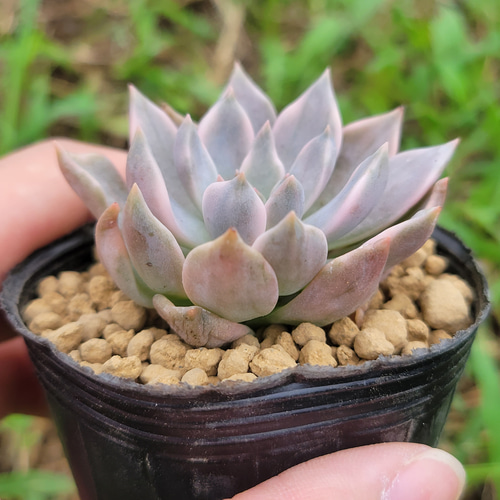 血月錦 多肉植物 エケベリア 斑入り その他インテリア雑貨 多肉の