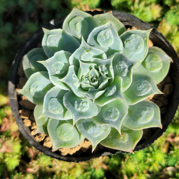 ハートチョイス 多肉植物 エケベリア その他インテリア雑貨 多肉の