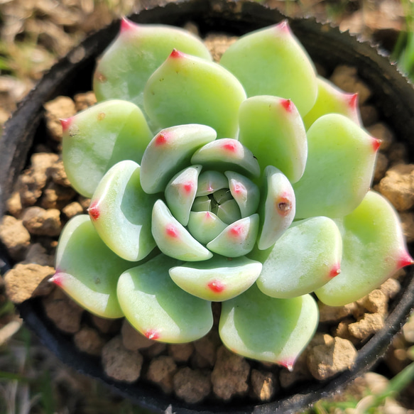 多肉植物 エケベリア　マリア マリア 多肉植物 エケベリア その他インテリア雑貨 多肉のたかだ 通販