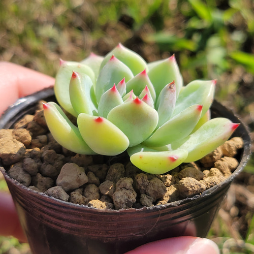 多肉植物 エケベリア　マリア ad8f91330751e2c3380482824d3305