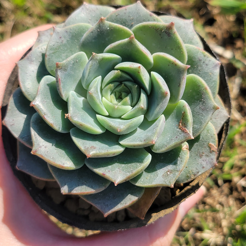 多肉植物 モヒカン錦♡抜き苗