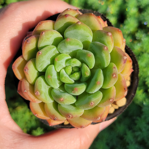 グリーンアップル 多肉植物 エケベリア 今回の再販分は5~8枚目の