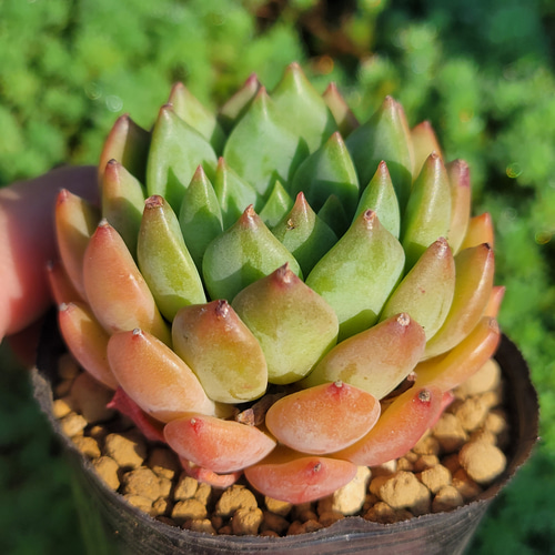 グリーンアップル 多肉植物 エケベリア 今回の再販分は5~8枚目の