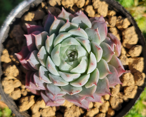 シャーロットローズ 多肉植物 エケベリア その他インテリア雑貨 多肉の