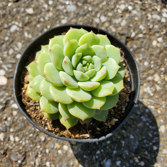 エケベリア 多肉植物 緑色 風緑（かざみどり）