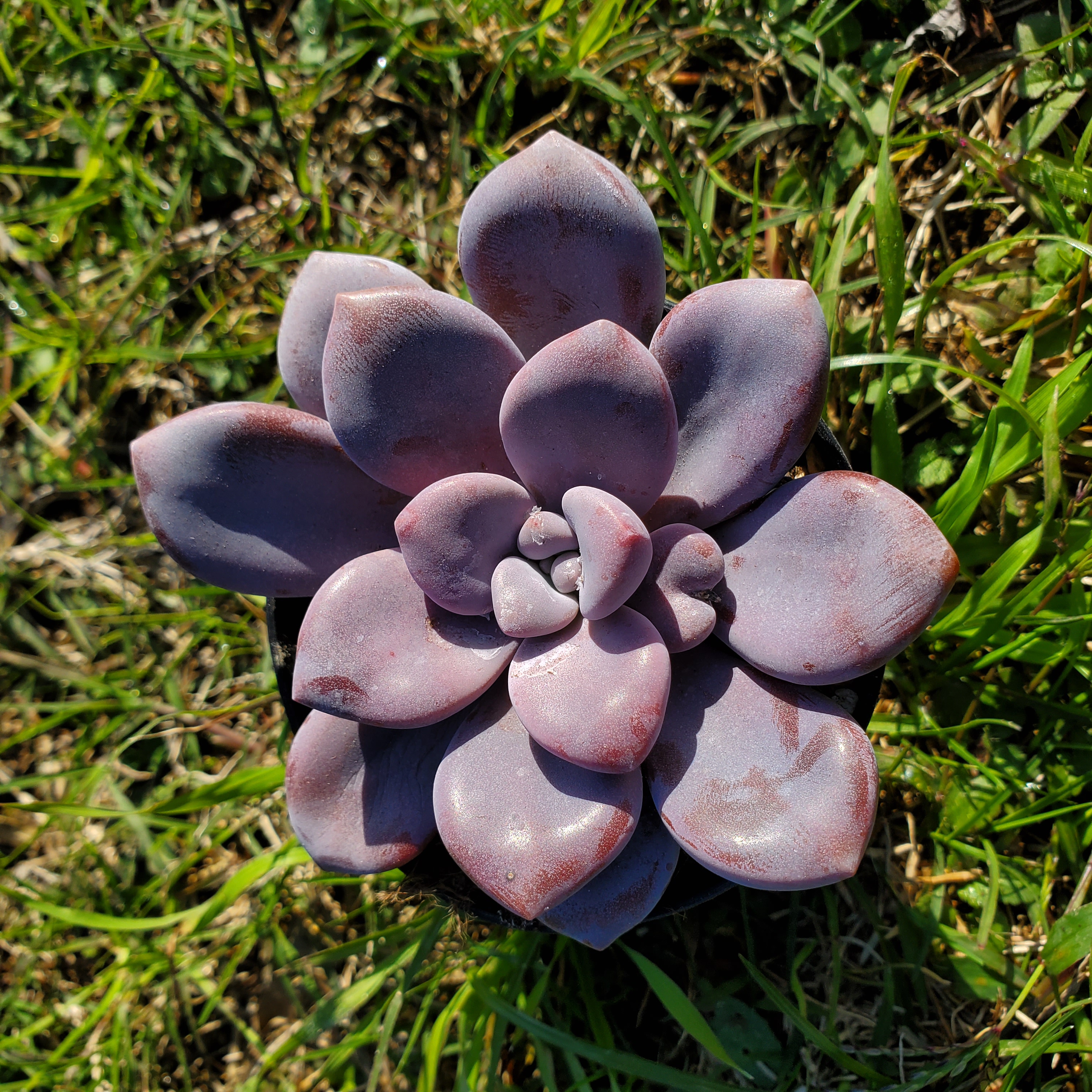 多肉植物 寄せ植え 紫と緑*3 楽天市場】多肉植物 苗 フォーカリア 1鉢 3〜3.5号【お通年販売