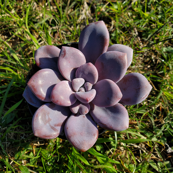 おまとめ中！39SALE！多肉植物^o^   ムラサキ グラプトベリア ムラサキ 多肉植物 サボテン 寄せ植えに