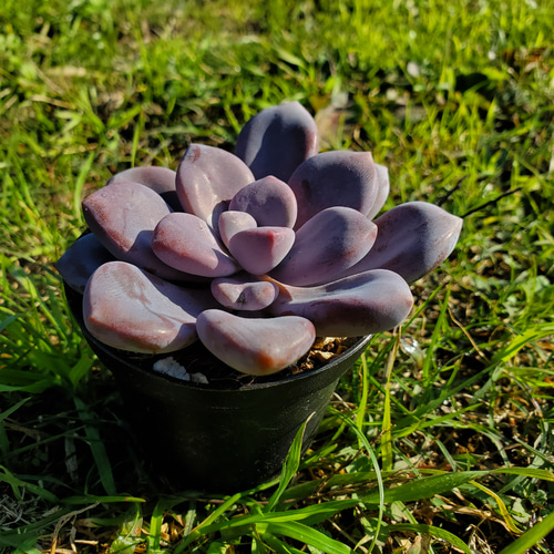 グラプトベリア ムラサキ 多肉植物 サボテン 寄せ植えに！ その他