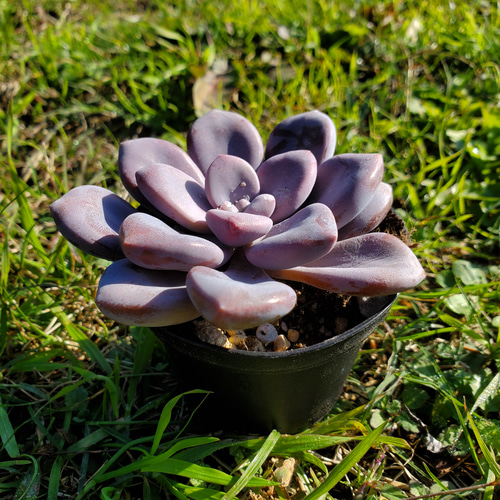 グラプトベリア ムラサキ 多肉植物 サボテン 寄せ植えに グラプトベリア ムラサキ 多肉植物 サボテン 寄せ植えに