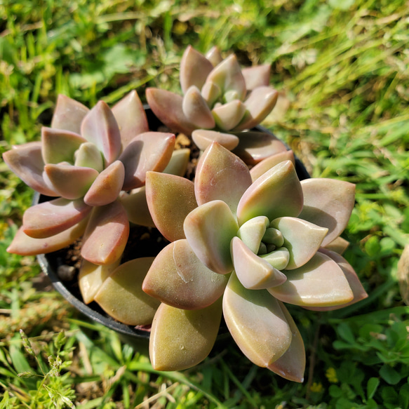 多肉植物 612beGHOwcL._UF350,350_QL50_.jpg