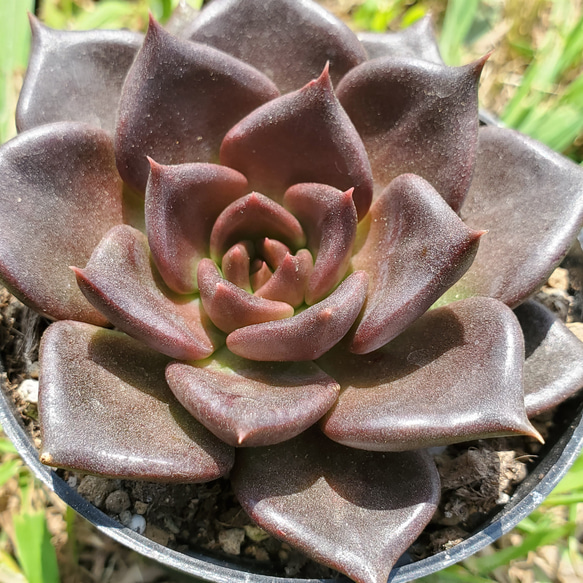 ブラックプリンス【多肉植物】