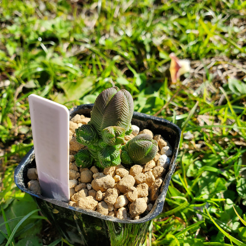 レア多肉シリーズ！ クラッスラ だるま緑塔 多肉植物 サボテン