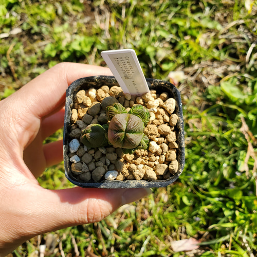 レア多肉シリーズ！ クラッスラ だるま緑塔 多肉植物 サボテン