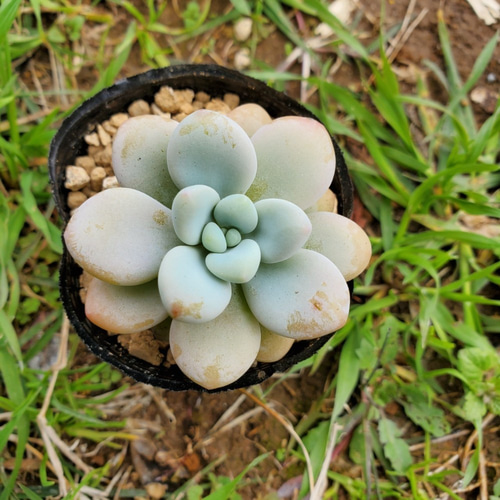 多肉植物パキフィツム シンデレラ 抜き苗 【公式通販】