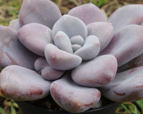おまとめ中！39SALE！多肉植物^o^   ムラサキ 0_c3291df1d4e2088217467e97f6b8