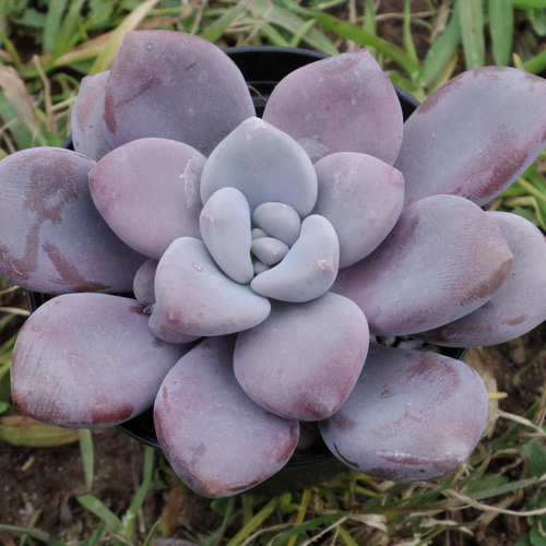 おまとめ中！39SALE！多肉植物^o^   ムラサキ グラプトペタルム ムラサキ 多肉植物 サボテン その他インテリア雑貨