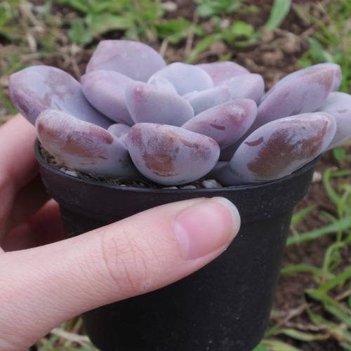 おまとめ中！39SALE！多肉植物^o^   ムラサキ おまとめ！ 39SALE！多肉植物^o^ レーマニー2種セット - メルカリ