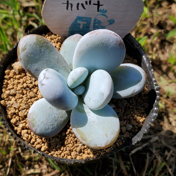 多肉植物パキフィツム シンデレラ 抜き苗 【公式通販】