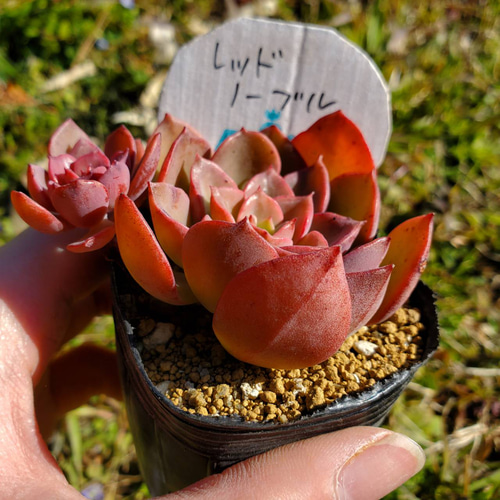 レッドノーブル 多肉植物ハンドメイド