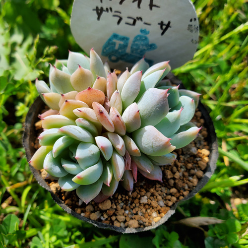 58 ホワイトザラゴーサ 特大 カット苗 多肉植物 ホワイトザラゴーサ – 多肉植物の通販・販売サイト tawawa