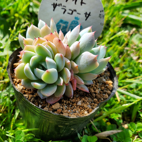 ホワイトザラゴーサ 多肉植物 エケベリア その他インテリア雑貨 多肉の