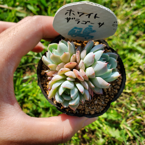 ホワイトザラゴーサ 多肉植物 エケベリア その他インテリア雑貨 多肉の