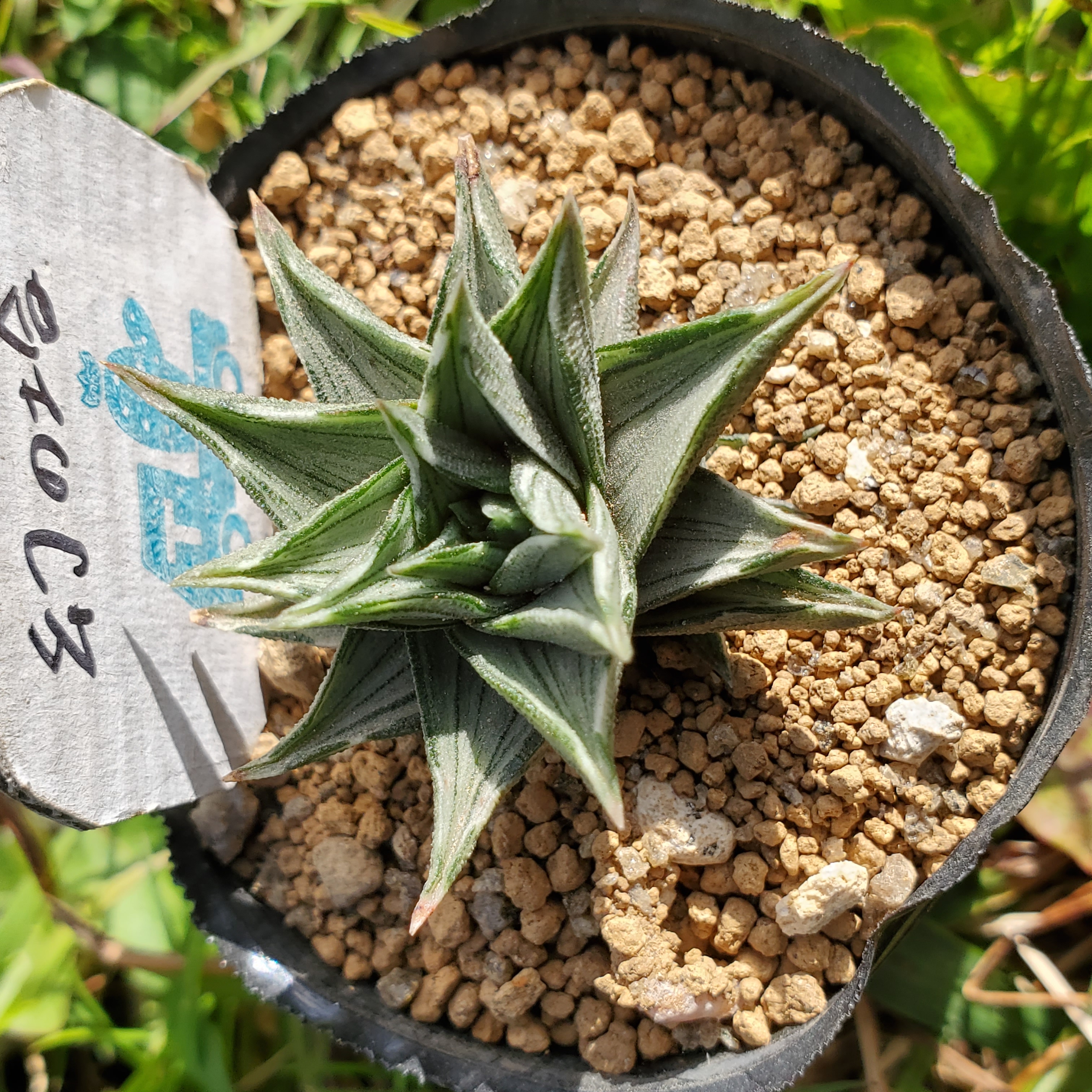 幻の塔 多肉植物 ハオルチア その他インテリア雑貨 多肉のたかだ 通販