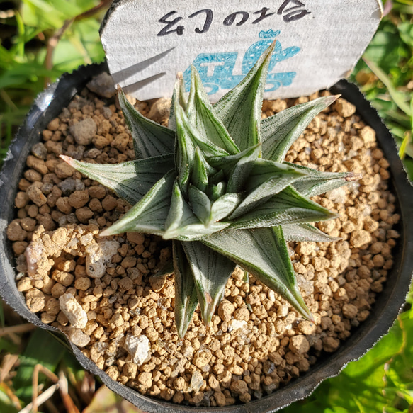 多肉植物 ハオルチア ナイルの一滴 希少 美苗 サボテン 観葉植物